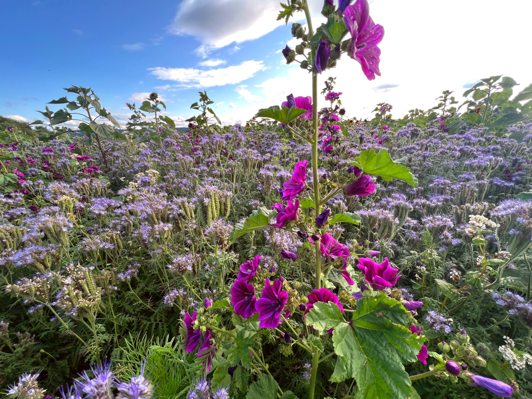 Artenreiche Blühmischung mit Malven und weiteren Feldblumen auf einer GEOXIP Fläche – Beispiel für Beevertising, Blühlogo, Biodiversität und nachhaltige Ackerwerbung beziehungsweise Geobrandings mit blühenden Pflanzen