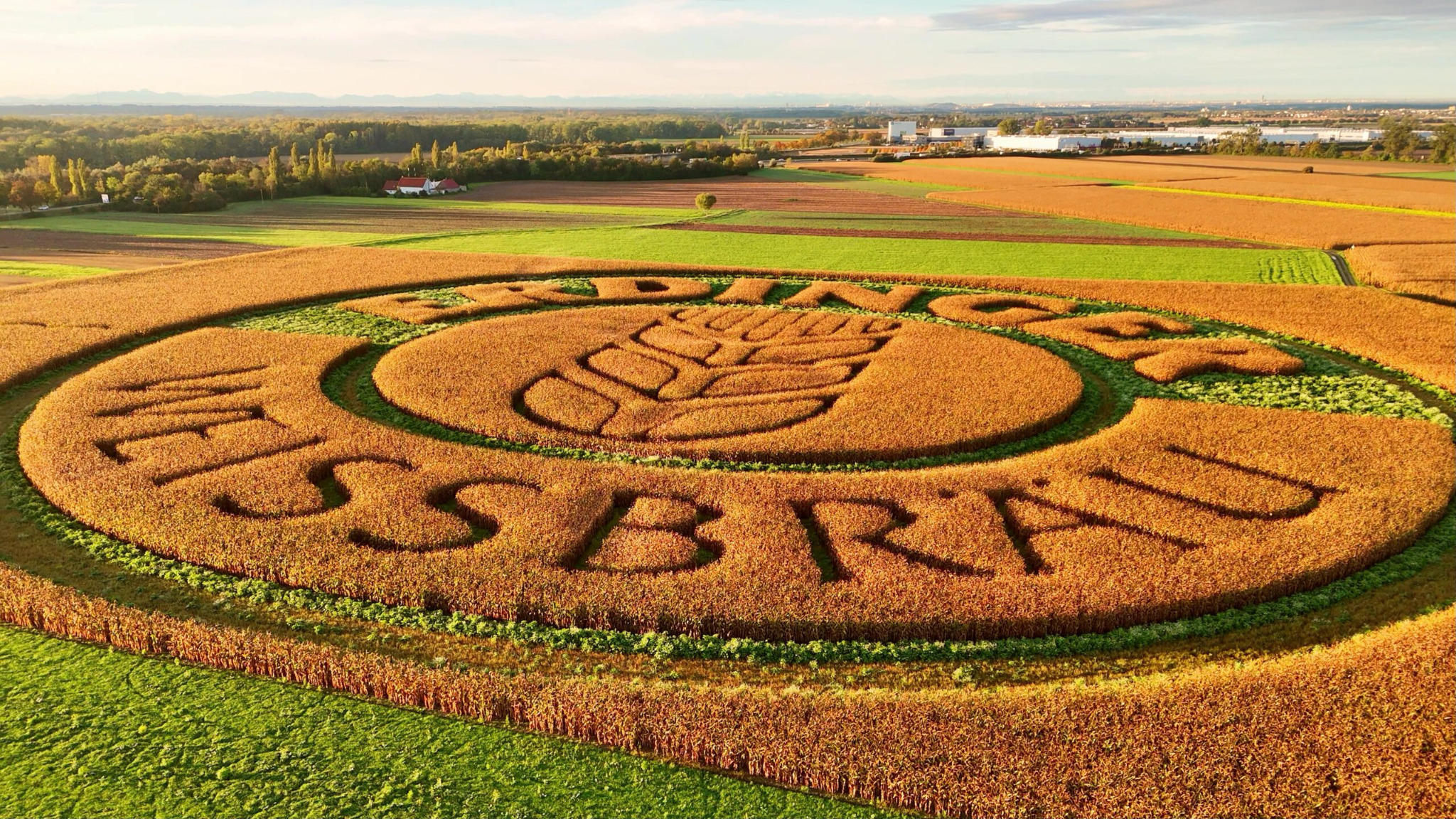 Riesige ERDINGER Ackerwerbung von GEOXIP in einem Maisfeld bei München – Bierglas und Schriftzug als großformatige Geobrandings, Feldwerbung und Geobranding aus der Luft fotografiert